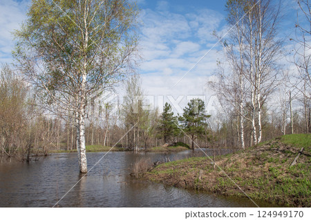 Trees in water, spring flood 124949170