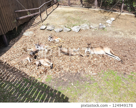 Wallaby parent and child sunbathing at the zoo/ Photo Wallaby parent and child sunbathing at the zoo/ Photo 124949178