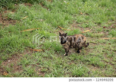 Rusty cat playing in the square Rusty cat playing in the square 124949209