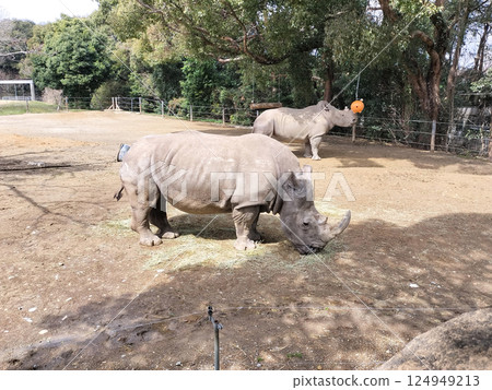 犀牛早餐動物園/照片 124949213