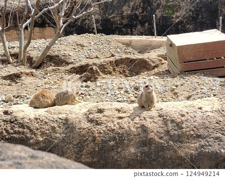 Meerkat resting place Zoo/ Photo 124949214