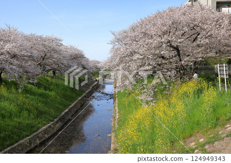 佐保川沿岸的春季櫻花（奈良縣奈良市） 124949343