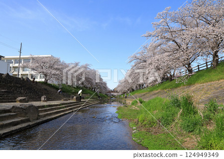 Spring cherry blossoms along the Saho River (Nara City, Nara Prefecture) 124949349