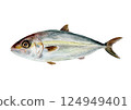 Hand-drawn watercolor painting of amberjack 124949401