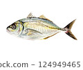 Hand-drawn watercolor painting of striped jack 124949465