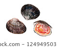 Hand-drawn watercolor painting of an ark shell 124949503
