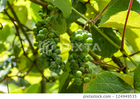 The green, unripe fruits of wild grapes in summer The green, unripe fruits of wild grapes in summer 124949535