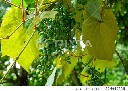 The green, unripe fruits of wild grapes in summer 124949536