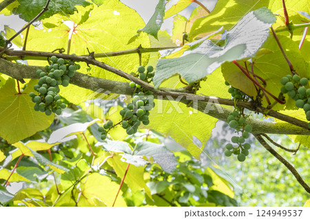 The green, unripe fruits of wild grapes in summer The green, unripe fruits of wild grapes in summer 124949537