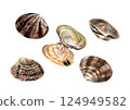 Hand-drawn watercolor painting of clams 124949582