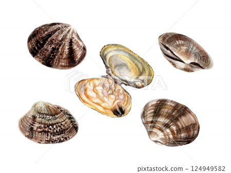 手繪水彩畫的蛤蜊 124949582