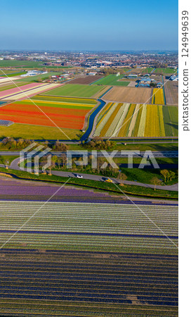 A top-down aerial view of a colorful flower field with neatly arranged rows, a curved rural road, a canal, and a highway with moving cars casting long morning shadows. Peaceful spring scene. 124949639