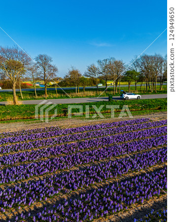 A top-down aerial view of a colorful flower field with neatly arranged rows, a curved rural road, a canal, and a highway with moving cars casting long morning shadows. Peaceful spring scene. A top-down aerial view of a colorful flower field with neatly arranged rows, a curved rural road, a canal, and a highway with moving cars casting long morning shadows. Peaceful spring scene. 124949650