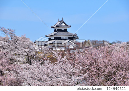 Spring Cherry Blossoms Shirakawa Komine Castle Spring Cherry Blossoms Shirakawa Komine Castle 124949821