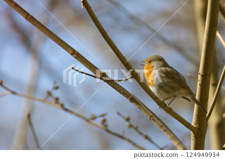 Red robin (Erithacus rubecula) garden bird Red robin (Erithacus rubecula) garden bird 124949934