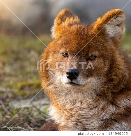 the Indian wild dog the Indian wild dog 124949935