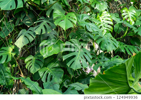 Lush Green Monstera Leaves plant Lush Green Monstera Leaves plant 124949936