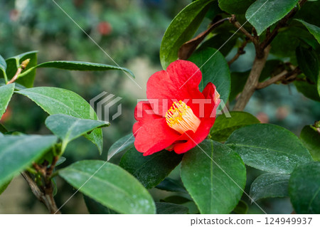 Camellia Red Flower with Yellow Stamens 124949937