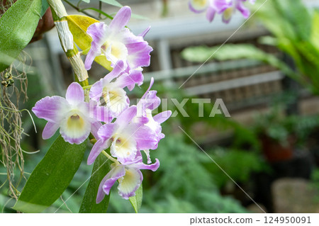 Cattleya purple white flowers bud in the garden. Orchid plant growing. Cattleya purple white flowers bud in the garden. Orchid plant growing. 124950091