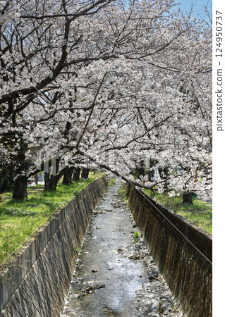 「但馬櫻花村」。劍澤川沿岸的櫻花盛開 「但馬櫻花村」。劍澤川沿岸的櫻花盛開 124950737