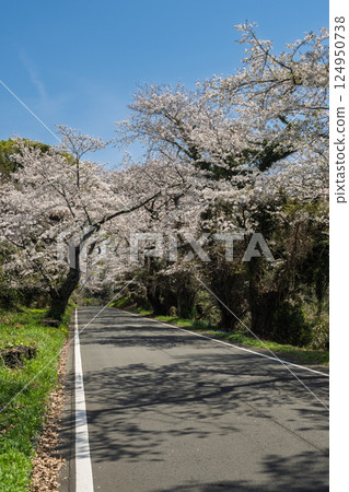 「沼城櫻花馬場」-一排盛開的櫻花樹。從西向東看 「沼城櫻花馬場」-一排盛開的櫻花樹。從西向東看 124950738