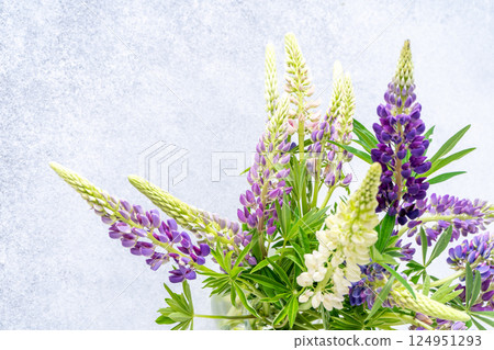Lupine flowers. Purple and pink bud. Lupine flowers. Purple and pink bud. 124951293