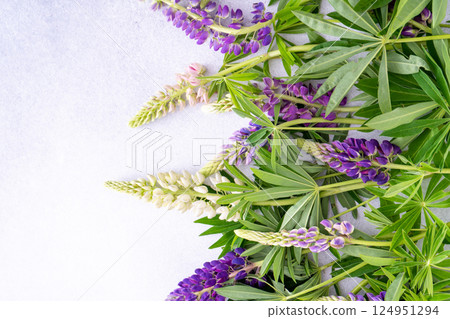 Lupine flowers. Purple and pink bud. Lupine flowers. Purple and pink bud. 124951294