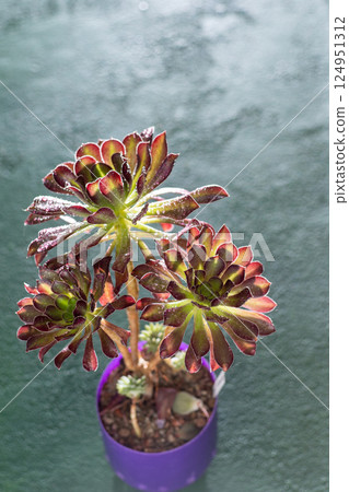 Flower Aeonium Schwarzkopf succulent. Leaves plant. Flower Aeonium Schwarzkopf succulent. Leaves plant. 124951312