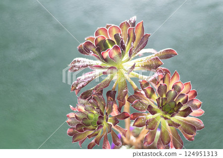 Flower Aeonium Schwarzkopf succulent. Leaves plant. Flower Aeonium Schwarzkopf succulent. Leaves plant. 124951313