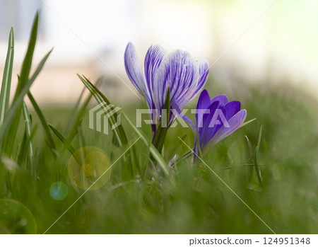 Crocuses light purple flowers sway in the wind. Crocus bud, the core of the flower is used in cooking. Saffron. Green grass in the spring field. Crocuses light purple flowers sway in the wind. Crocus bud, the core of the flower is used in cooking. Saffron. Green grass in the spring field. 124951348