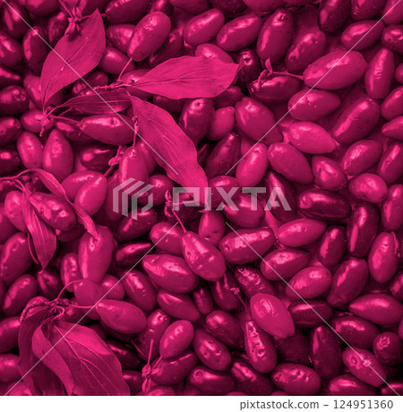Dogwood berries background in Viva Magenta. Red color top view 124951360