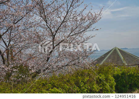 Somei-Yoshino cherry blossoms herald the arrival of spring in Setouchi Somei-Yoshino cherry blossoms herald the arrival of spring in Setouchi 124951416