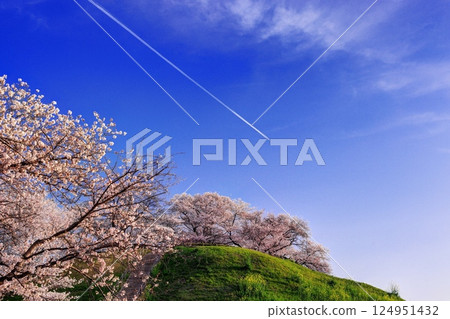 櫻花在Sakimata土墩墓公園 櫻花在Sakimata土墩墓公園 124951432