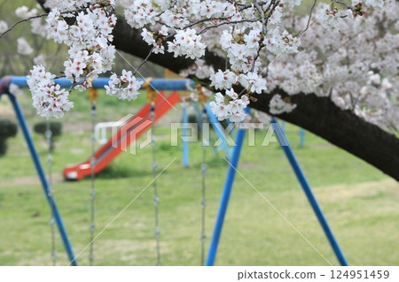 Park with cherry blossoms and playground equipment 124951459