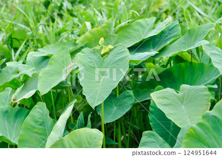 Colocasia esculenta or araceae, Coco Yam or Dasheen or Eddoe or Elephant Ear Plant or Taro Colocasia esculenta or araceae, Coco Yam or Dasheen or Eddoe or Elephant Ear Plant or Taro 124951644