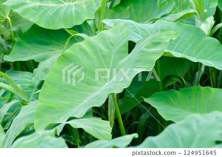 Colocasia esculenta or araceae, Coco Yam or Dasheen or Eddoe or Elephant Ear Plant or Taro Colocasia esculenta or araceae, Coco Yam or Dasheen or Eddoe or Elephant Ear Plant or Taro 124951645