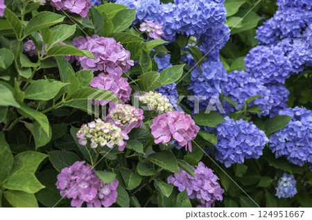 Colorful hydrangea 124951667