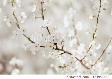 White cherry blossoms in full bloom on a branch with soft sunlight and blurred background creating a gentle spring atmosphere White cherry blossoms in full bloom on a branch with soft sunlight and blurred background creating a gentle spring atmosphere 124951668