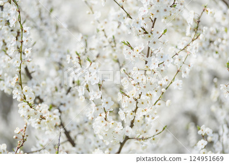 White cherry blossoms in full bloom on a branch with soft sunlight and blurred background creating a gentle spring atmosphere White cherry blossoms in full bloom on a branch with soft sunlight and blurred background creating a gentle spring atmosphere 124951669