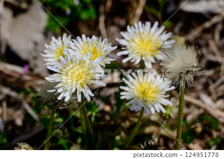 White dandelions blooming in a spring field White dandelions blooming in a spring field 124951778