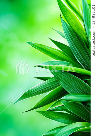 A close up of a green plant with a blurry background 124952101