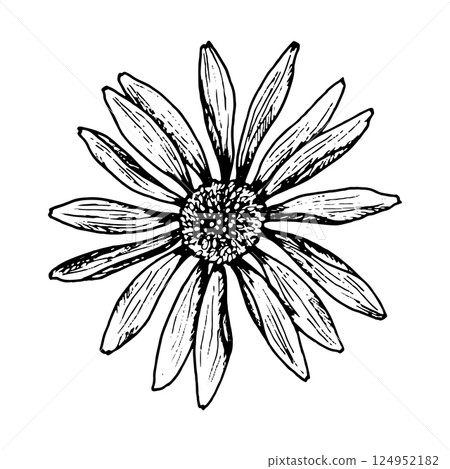 Hand drawn vector illustration of a wildflower with long narrow petals and a detailed center. Stylized image resembles chamomile, echinacea, rudbeckia, gaillardia or cosmos flower. Hand drawn vector illustration of a wildflower with long narrow petals and a detailed center. Stylized image resembles chamomile, echinacea, rudbeckia, gaillardia or cosmos flower. 124952182