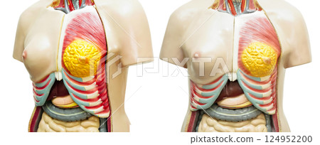 Human breast body anatomy organ model isolated on white background. 124952200