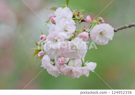 Cherry blossom (one leaf) 124952356