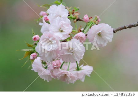 櫻花(一片葉子) 櫻花(一片葉子) 124952359