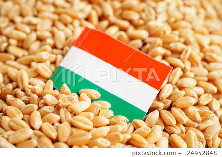 Hungary flag on grain wheat, trade export and economy. 124952848