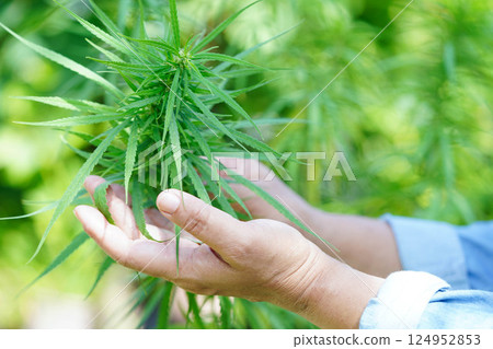 Cannabis, marijuana or marihuana leaf, cbd, thc used as drug, intoxicant, or alternative medicine. 124952853