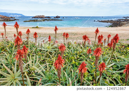 A view of aloe flowers with the Izu Sea in the background A view of aloe flowers with the Izu Sea in the background 124952867