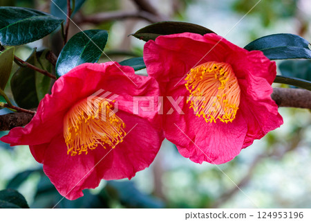 花園裡美麗的紅色 Myorenji 山茶花 124953196