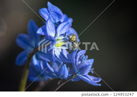 A bee is looking for nectar on a bluebell flower (Scilla siberica). Close-up and selective focus 124953247